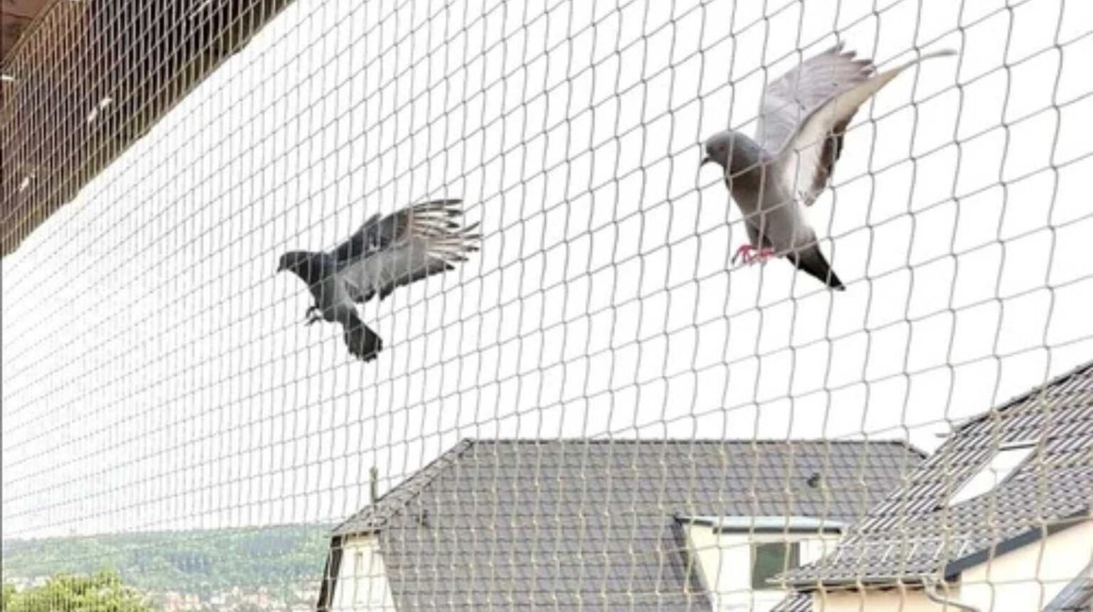 Pigeon Nets Installation